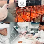 Producirá la UAT pollos de engorda con mayor calidad nutritiva y saludable
