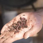 Desarrolla la UAT biofertilizantes líquidos a partir de lombricomposta